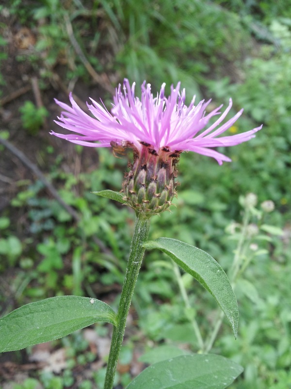 Centaurea nigrescens subsp. nigrescens / Fiordaliso nerastro
